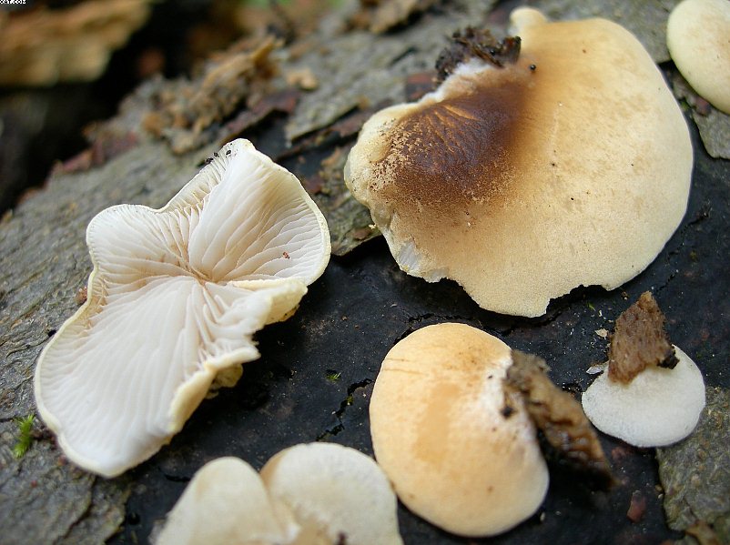 Crepidotus ehrendorferi      Hauskn. & Krisai,